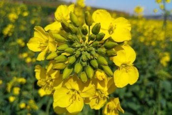 Incroyables légumes crucifères