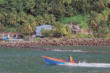 Graisses saturées : huiles de palme et de coco