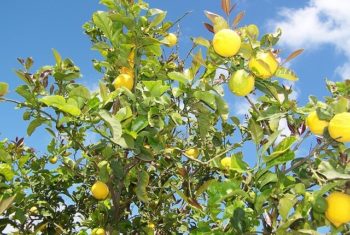 Fruits et légumes contre dépression - Biblio