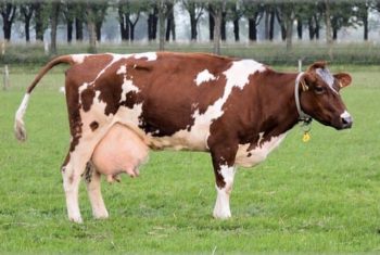 Les enfants mangent-ils vraiment trop de viande et de produits laitiers ?