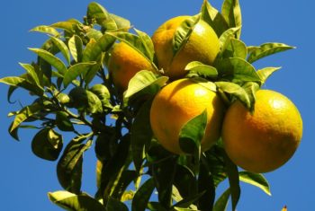 Fruits et légumes contre cancer du col de l’utérus - Biblio