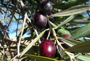 Huile d’olive et santé cardiovasculaire - Biblio